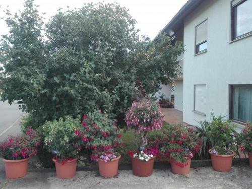 Obere Ferienwohnung Asshoff Zwischen Odenwald, Taubertal Und Bauland Berolzheim 外观 照片